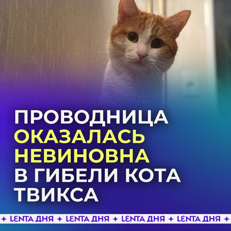 События с котом Твиксом в поезде