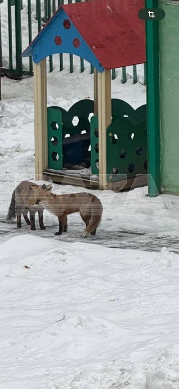 Опасные лисы в Московском детском саду