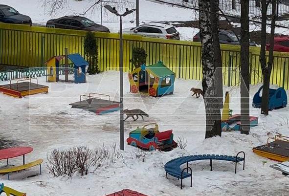 Опасные лисы в Московском детском саду