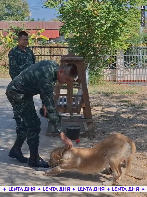 Собака в Таиланде нашла и принесла бомбу домой