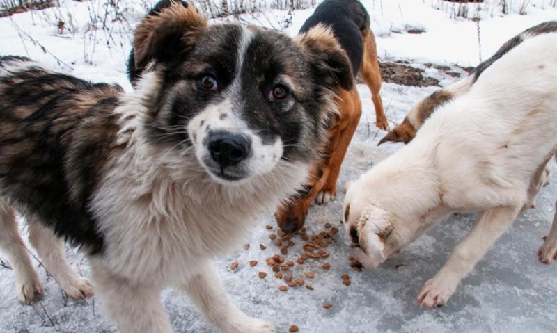 Новые предложения по обращению с бездомными животными