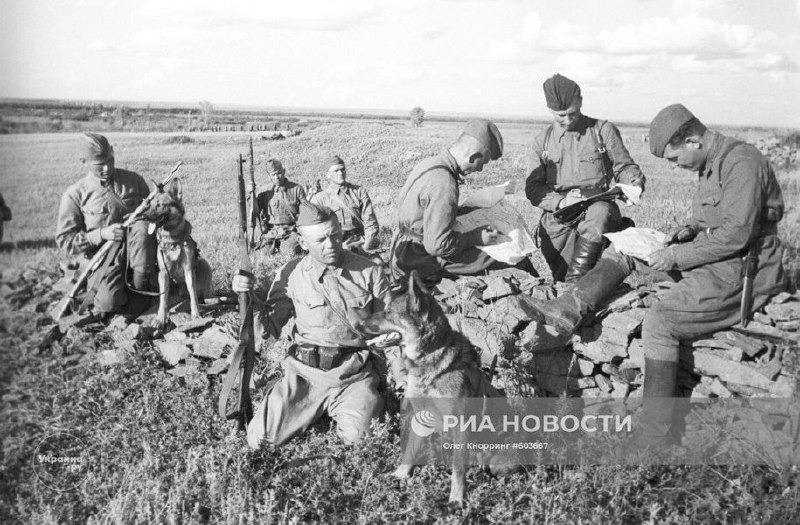 История военных собак и партизанская война в фотографиях